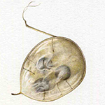 Un acquerello che ritrae una galla della pittrice botanica Lucilla Carcano